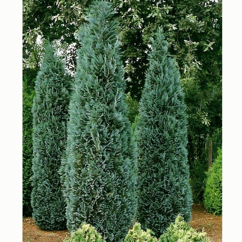 Кипарис Колумнарис Глаука