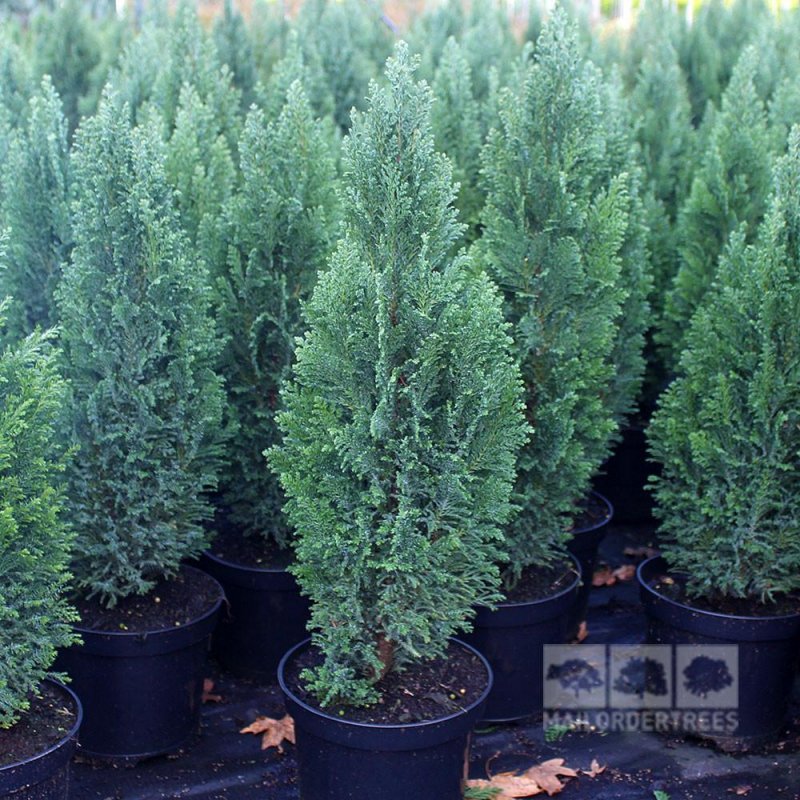 Кипарис lawsoniana Ellwoodii
