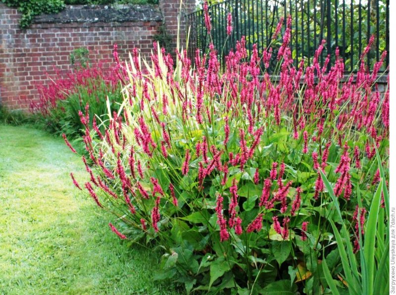 Горец стеблеобъемлющий "Persicaria"