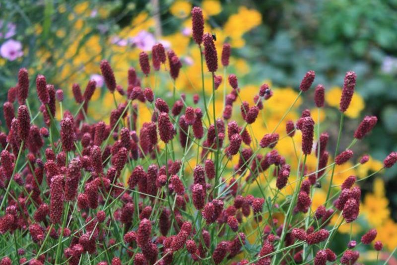 Кровохлебка Sanguisorba