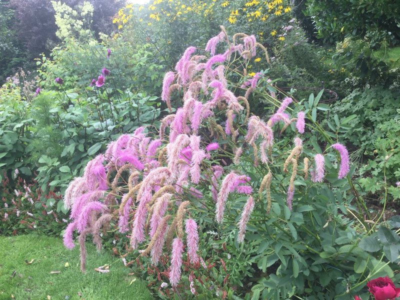 Кровохлебка obtusa ‘Lilac Squirrel’
