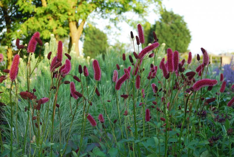 Кровохлебка лекарственная (Sanguisorba officinalis `Tanna`)