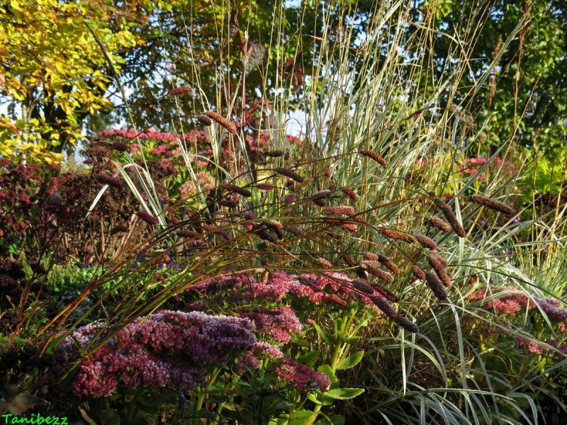Sanguisorba Blackthorn