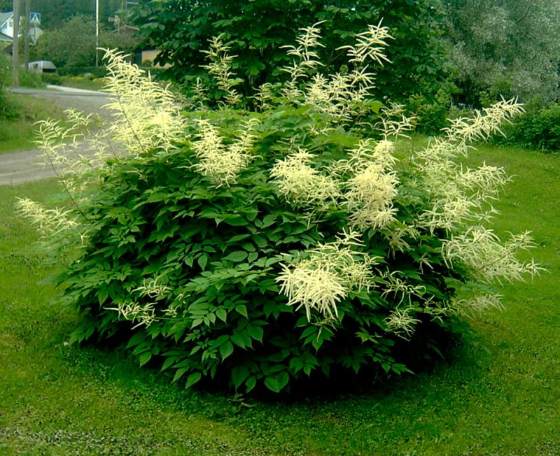 Филипендула Filipendula Kahome