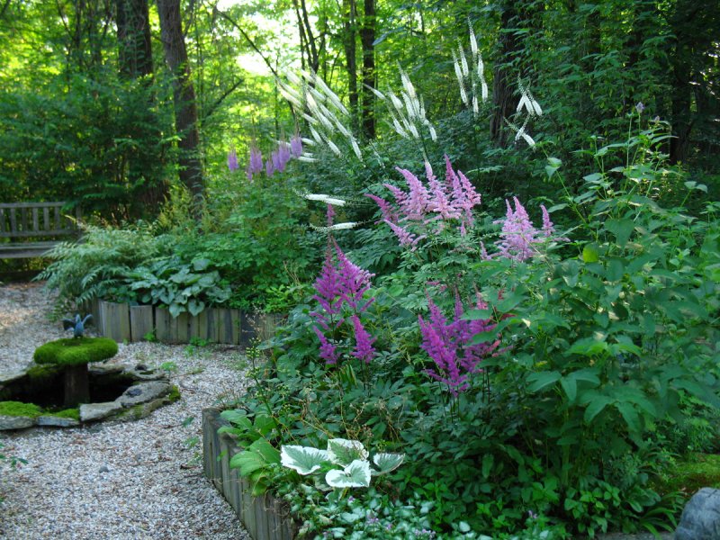 Волжанка двудомная (Aruncus dioicus)