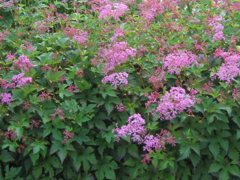 Волжанка двудомная (Aruncus dioicus)