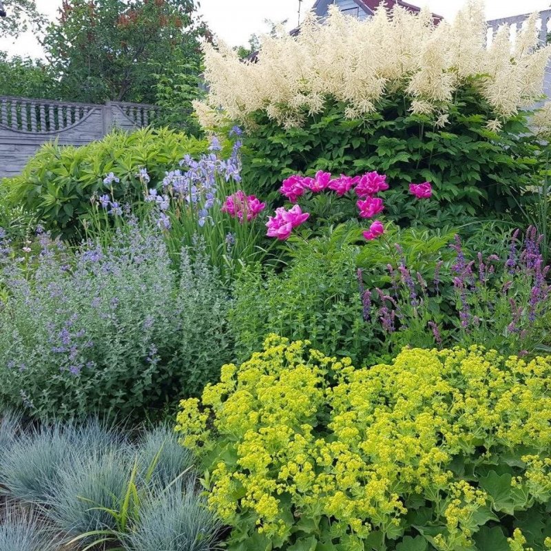 Лабазник красный (Filipendula rubra)