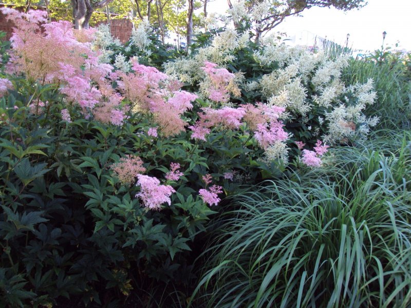 Лабазник красный (Filipendula rubra)