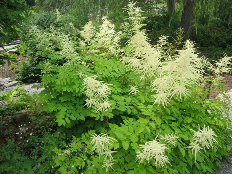 Волжанка малая (Aruncus parvulus)