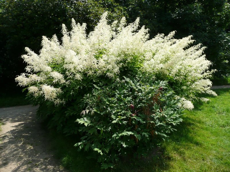 Волжанка двудомная (Aruncus dioicus)