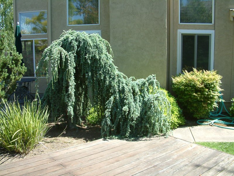 Cedrus Atlantica glauca pendula