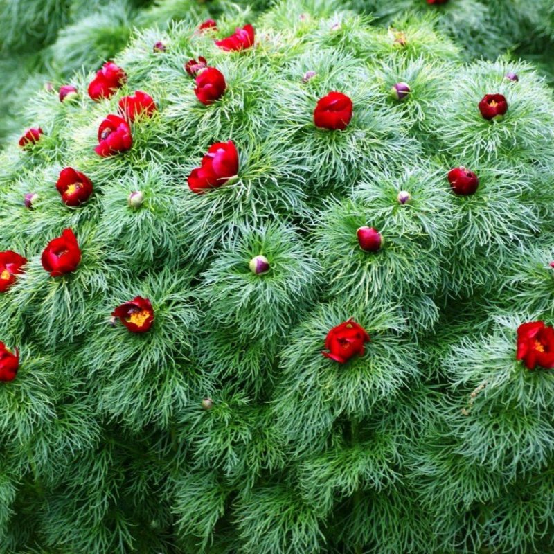 Пион тонколистный Paeonia tenuifolia