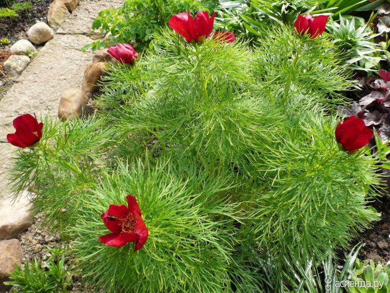 Пион тонколистный Paeonia tenuifolia купить