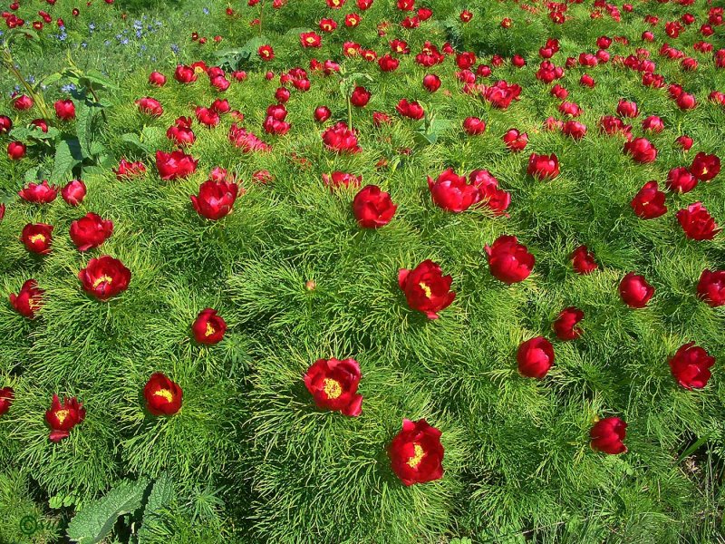 Пион tenuifolia
