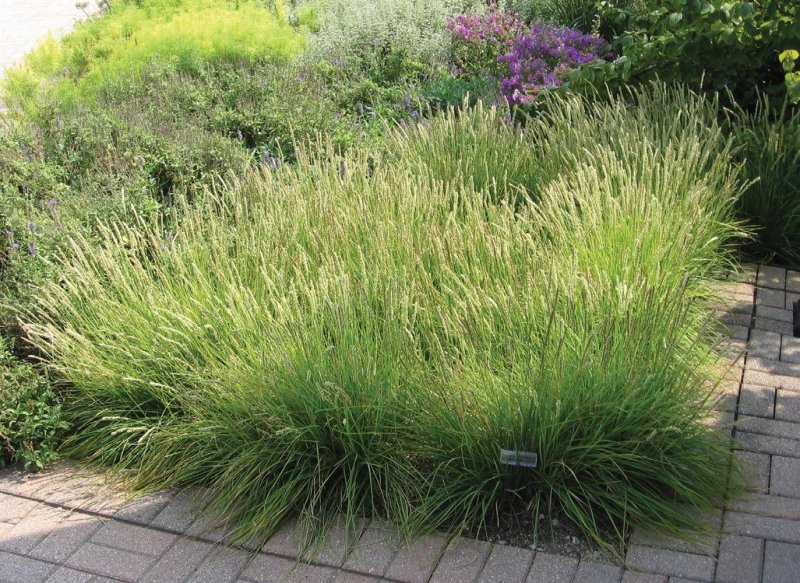 Сеслерия Sesleria autumnalis