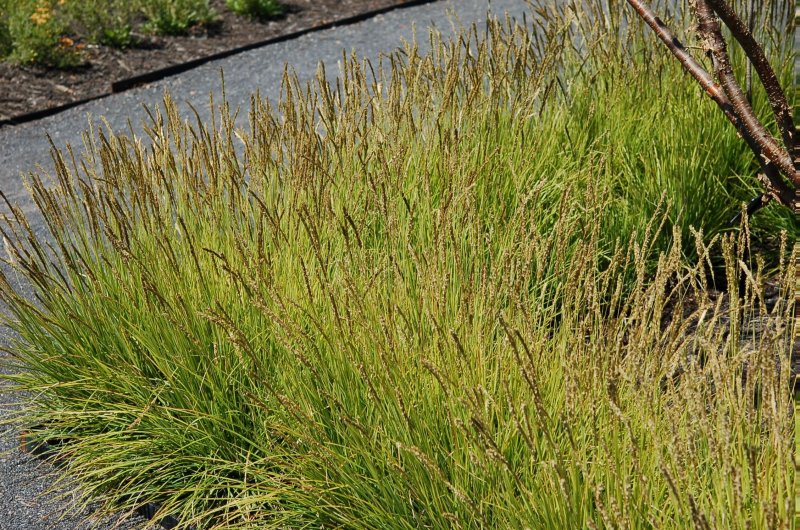 Сеслерия голубая (Sesleria caerulea)