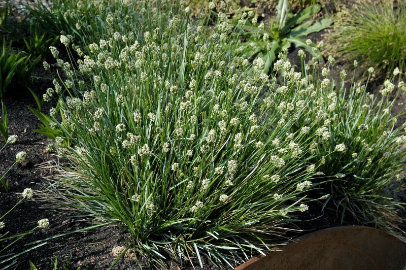 Молиния сизая Heidebraut