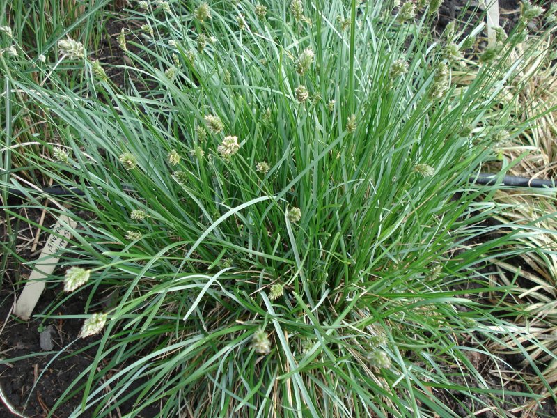 Сеслерия блестящая Sesleria nitida