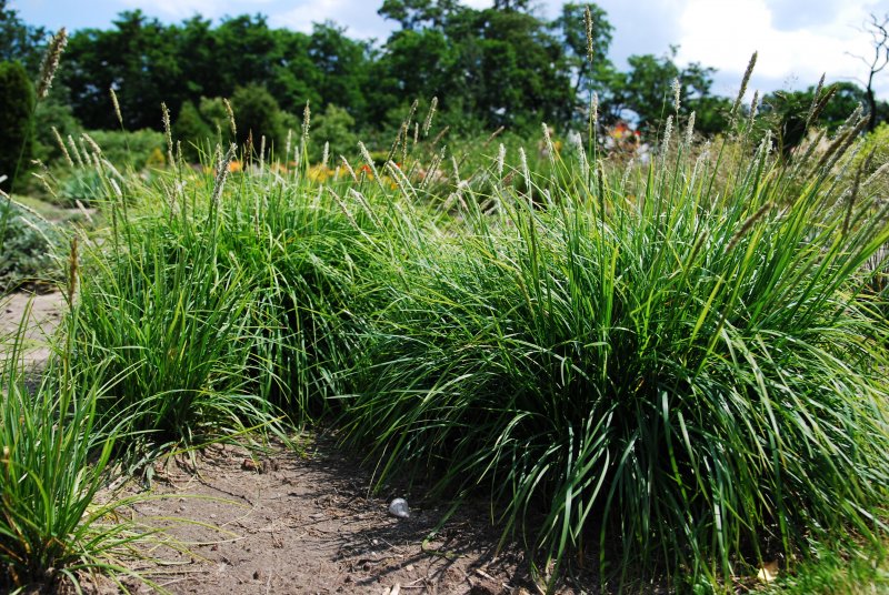 Сеслерия Sesleria autumnalis