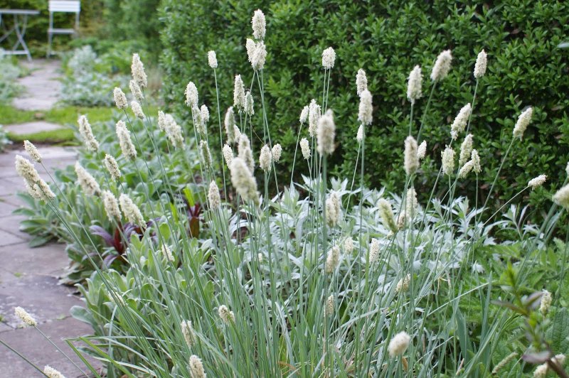 Сеслерия голубая (Sesleria caerulea)
