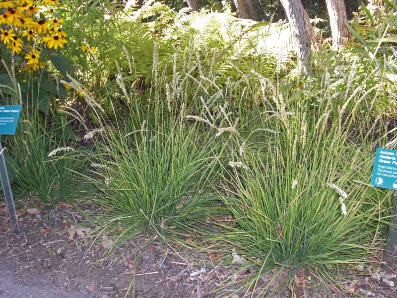 Сеслерия Sesleria autumnalis