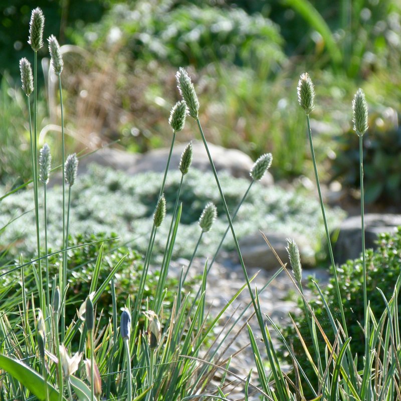 Сеслерия голубая (caerulea)