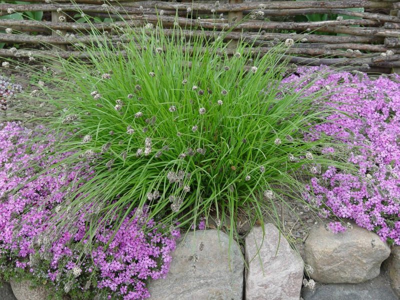 Sesleria heufleriana