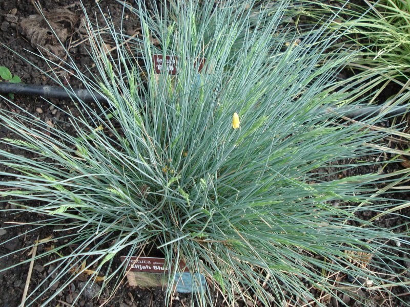 Сеслерия блестящая Sesleria nitida