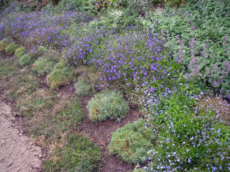 Сеслерия голубая (Sesleria caerulea)