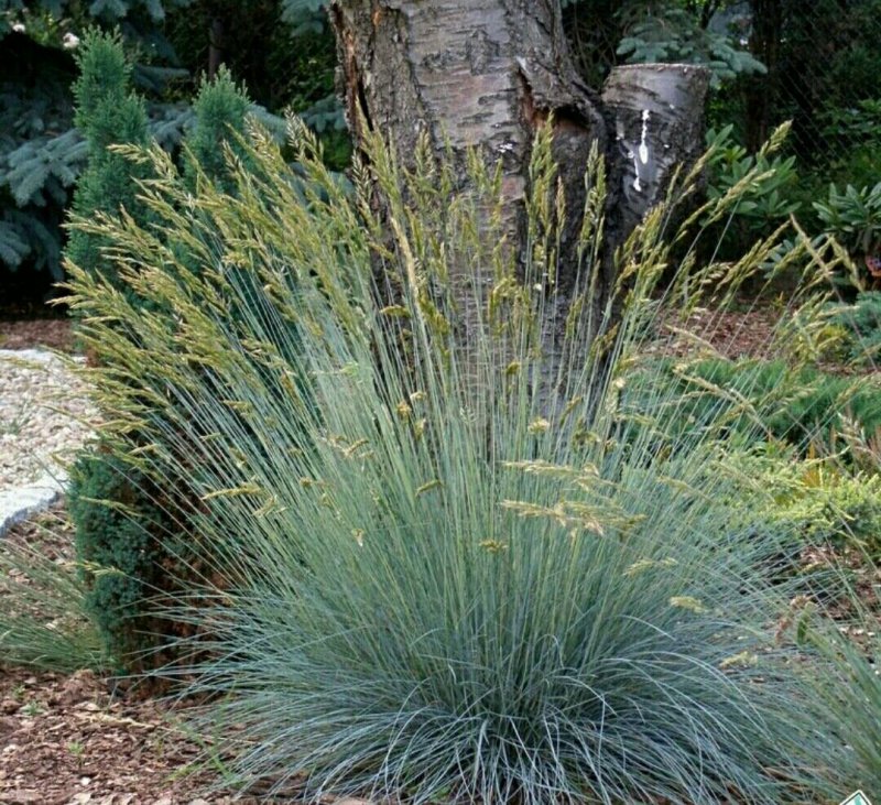 Сеслерия Sesleria autumnalis