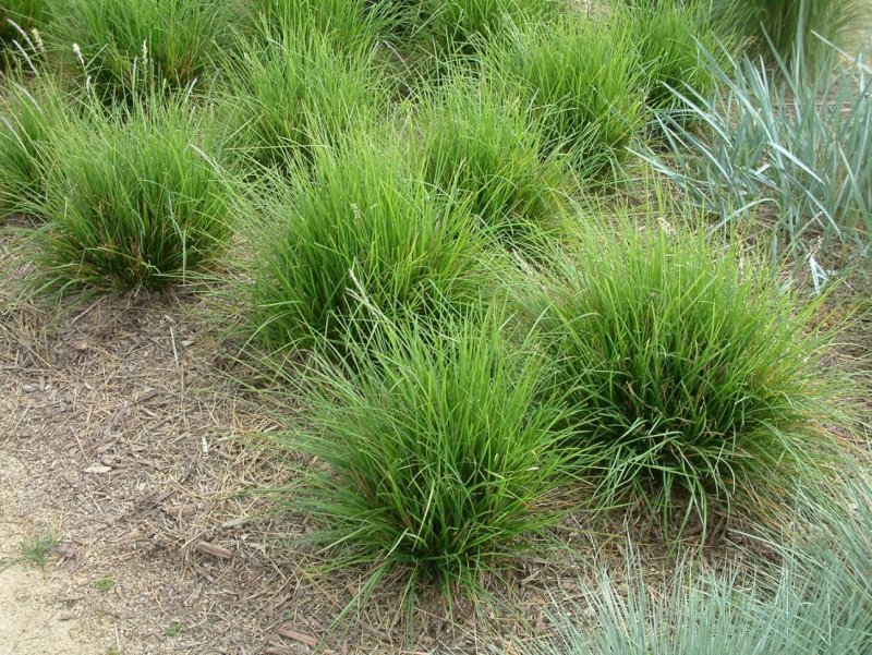 Сеслерия nitida