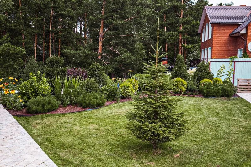 Сосна Горная с елками в ландшафте
