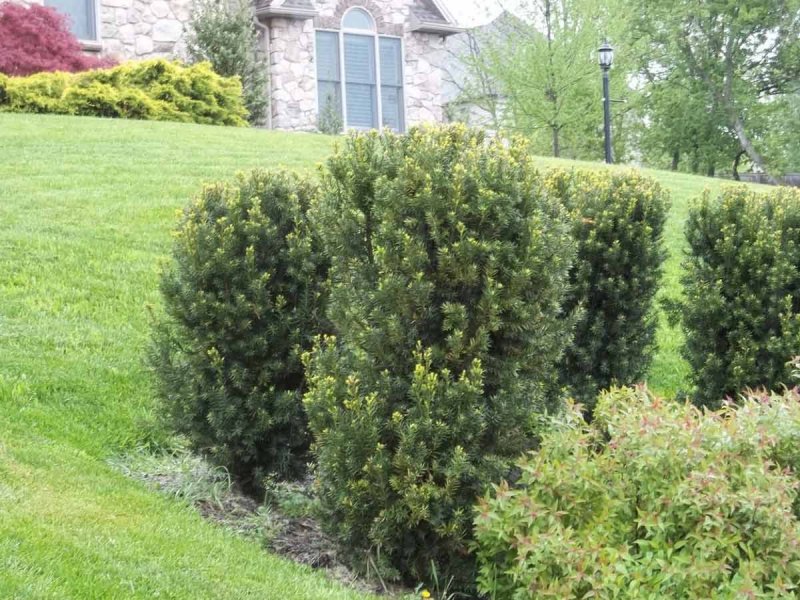 Taxus baccata 'pendula gracilis'