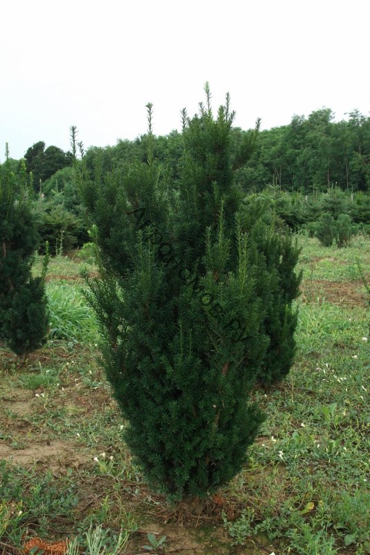 Тис средний Хилли/ Taxus Media Hillii