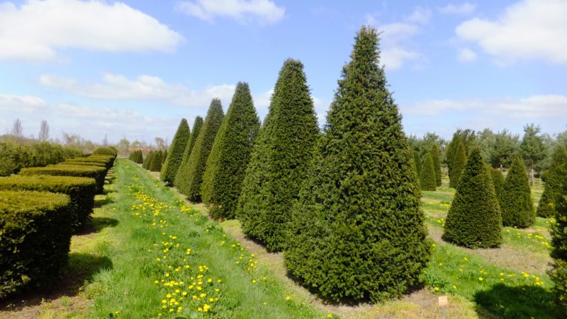 Тис ягодный (Taxus baccata p9)