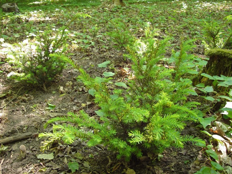 Тис канадский (Taxus canadensis) Ауреа