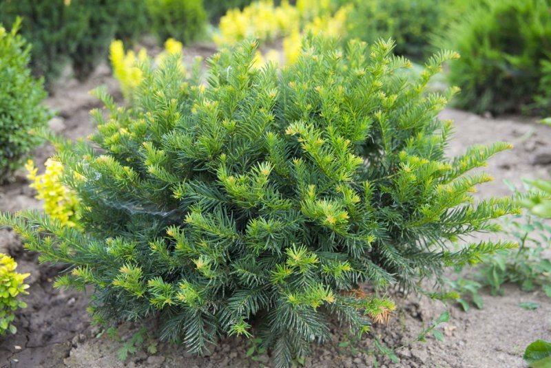 Taxus baccata 'repandens'