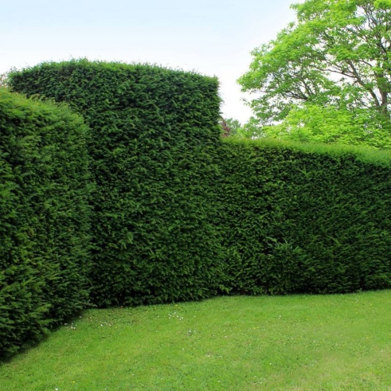 Taxus baccata изгородь