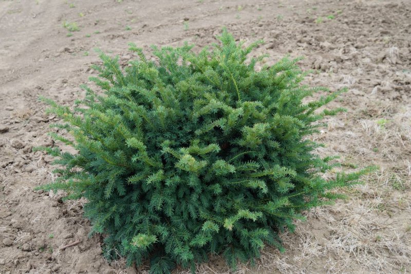 Тисс baccata 'repandens'