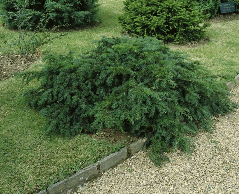 Taxus baccata 'repandens'