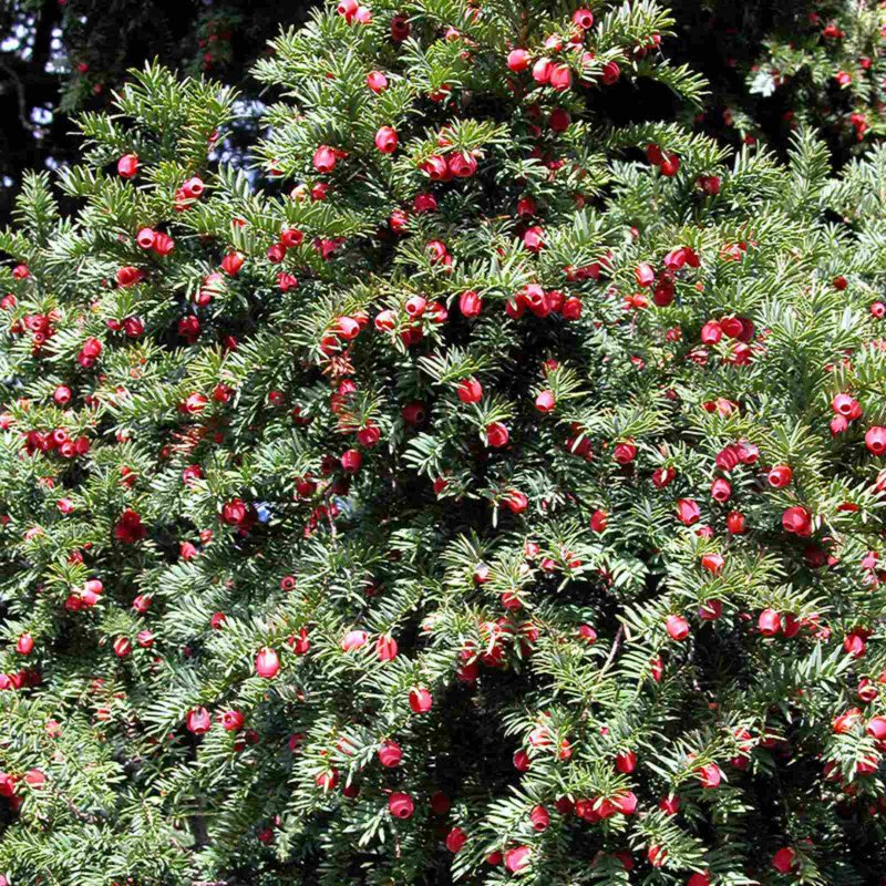 Тисс ягодный (Taxus baccata