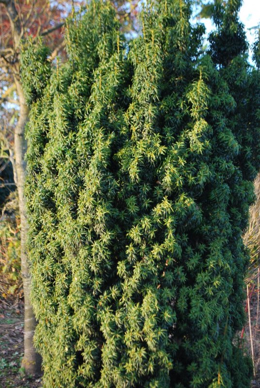 Тис ягодный (Taxus baccata David p9)