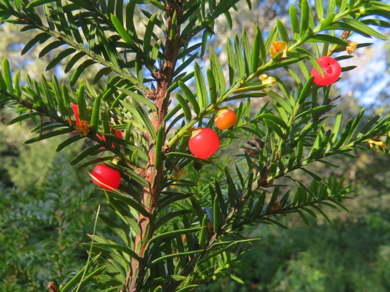 Тис канадский (Taxus canadensis) Ауреа