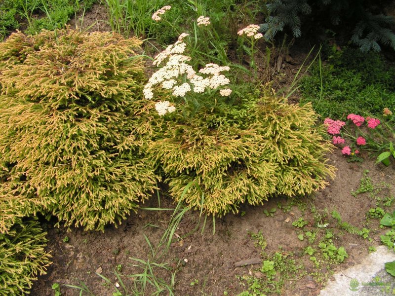 Туя Thuja occidentalis Golden Tuffet