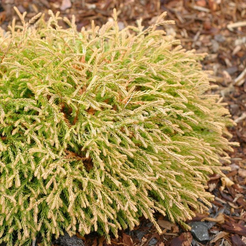 Thuja occidentalis Golden Tuffet