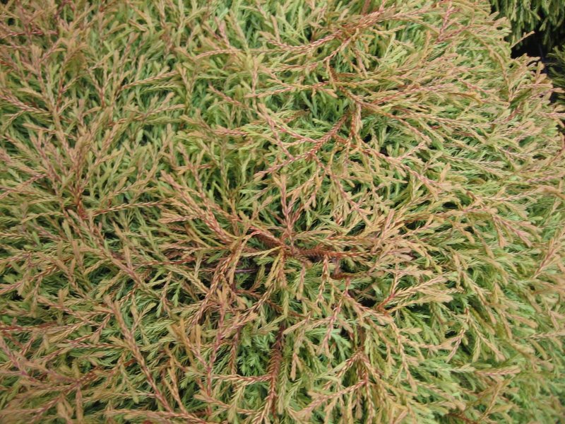 Туя Thuja occidentalis Golden Tuffet