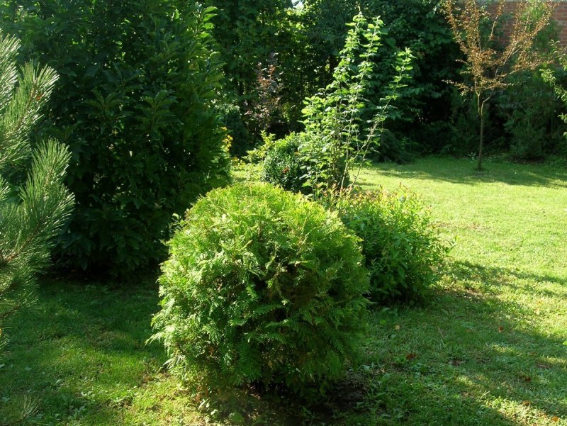 Thuja occidentalis Woodwardii