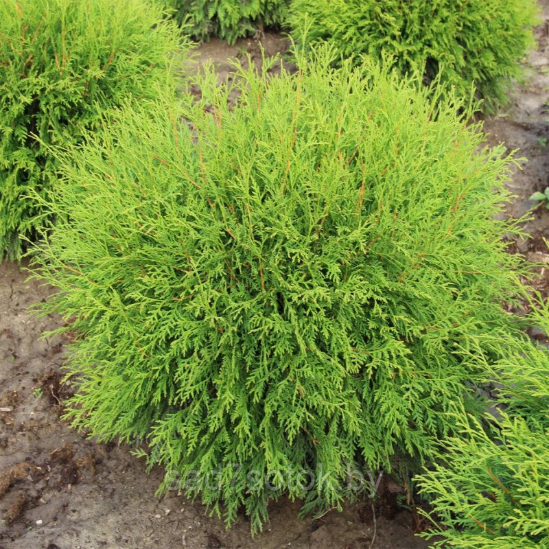 Туя Западная Вудварди Thuja occidentalis Woodwardii