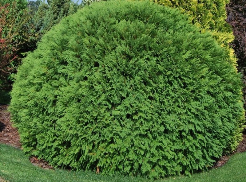 Туя Западная Thuja occidentalis Woodwardii