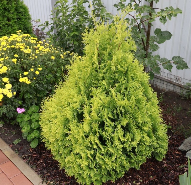 Туя Западная Aureospicata